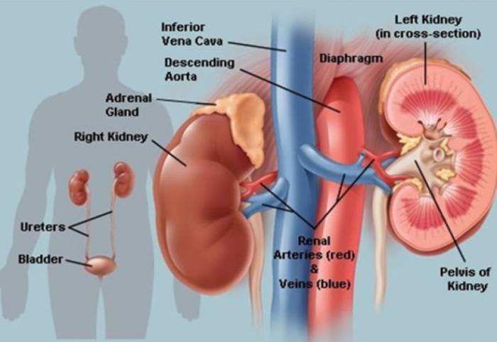 Как победить хроническую почечную недостаточность