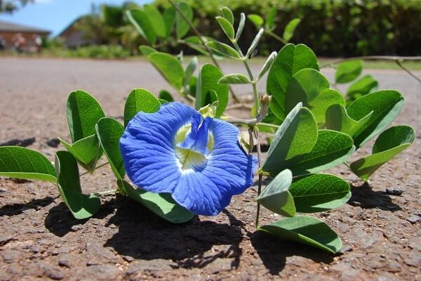 Растение Клитория Тройчатая - фото Клитория тройчатая