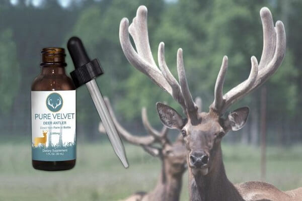 Масло пантов алтайского марала Пантовое масло