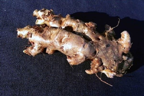 Золотой корень - фото Родиола розовая - корень