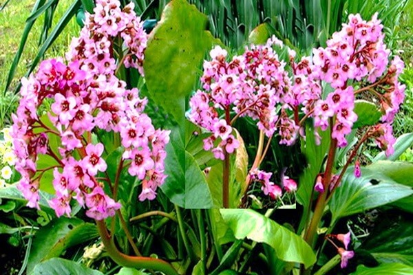 Лекарственное растение Бадан Бадан - растение