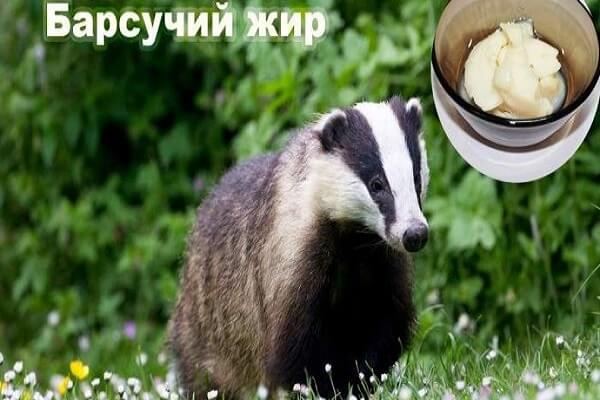 Барсук и целебные свойства его жира Барсучий жир