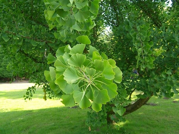 Гинкго - билоба в природе Гинкго Билоба - фото