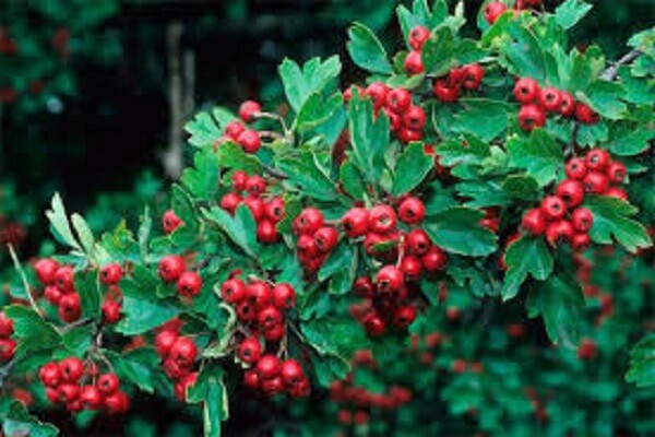 Боярышник в живой природе Боярышник кустарник