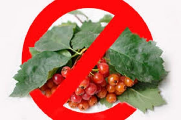 Кому нельзя боярышник Боярышник противопоказания