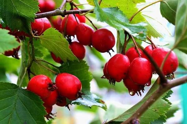 Плоды боярышника на ветке Плоды боярышника