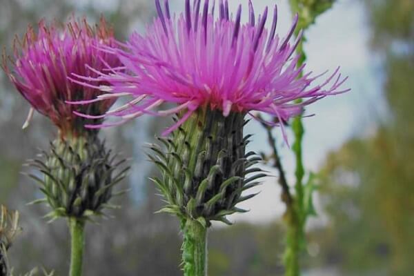 Чертополох в природе Чертополох - фото