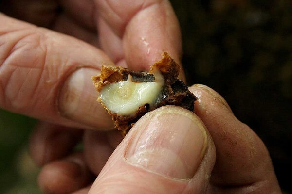 Фото трутневого молочка Трутневое молочко