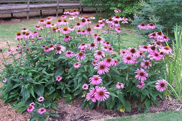 Растение Эхинацея на клумбе Эхинацея - фото
