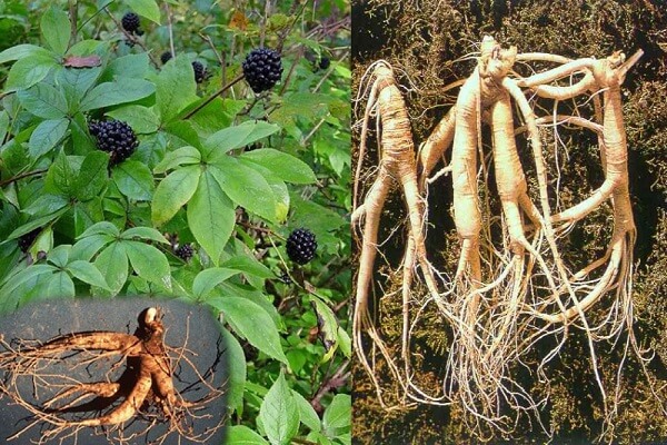 Корни элеутерококка Корень элеутерококка - фото