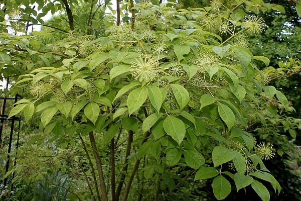 Элеутерококк в живой природе Элеутерококк - фото
