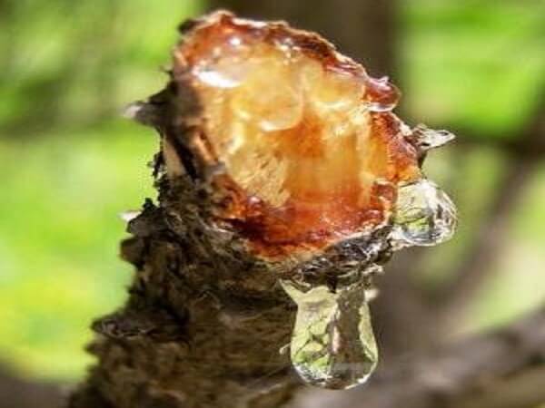 Фото живицы ели Еловая живица в народной медицине