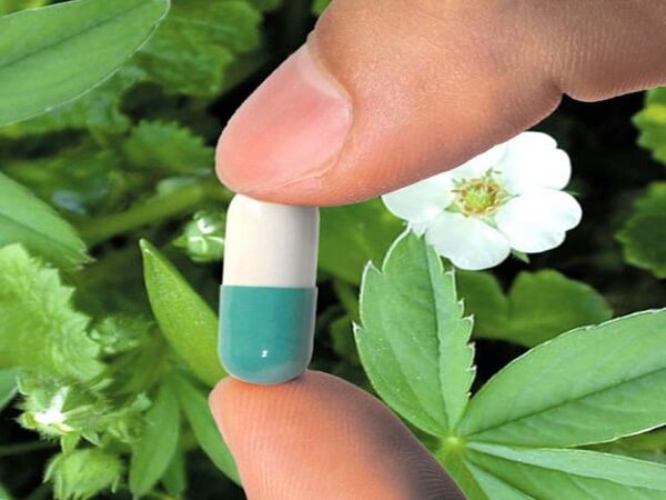 Капсула Эндонорма Препарат Эндонорм на основе лапчатки белой