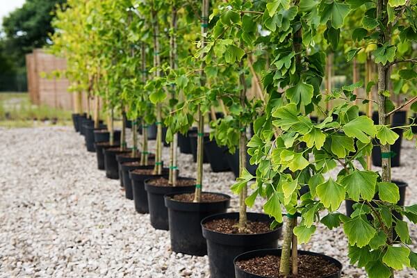 Сашенцы Гинкго Билоба Саженцы Гинкго Билоба - фото