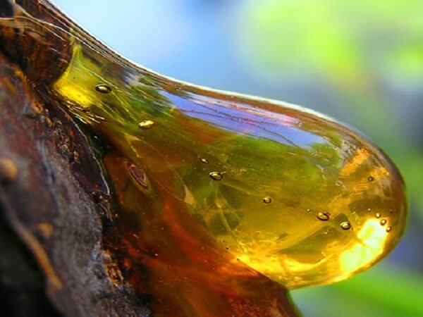 Капля смолы ели Живица ели