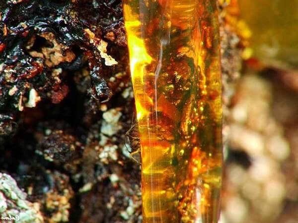 Капля живицы на сосне Сосновая живица в природе