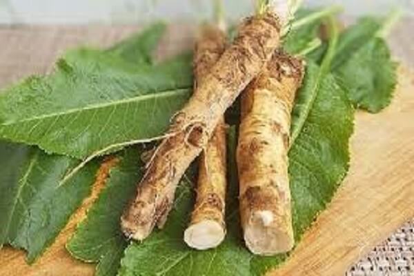 Корни хрена - фото Хрен садовый