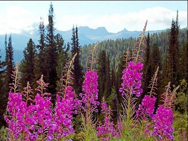 Растение Иван чай Иван чай - фото