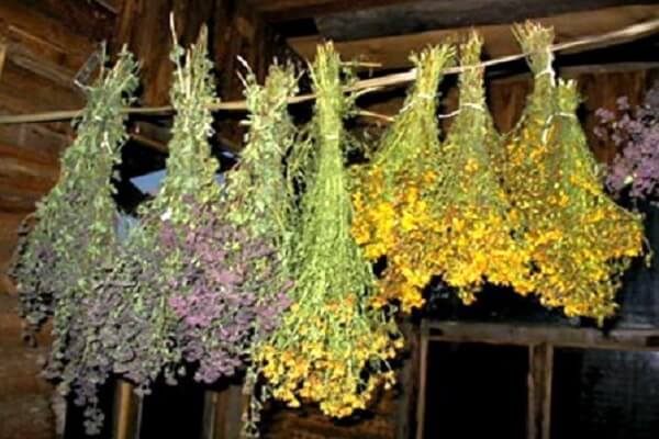 Пучки сушеных лекарственных растений Сушка лекарственных растений