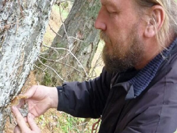 Сбор еловой живицы Сбор живицы - фото