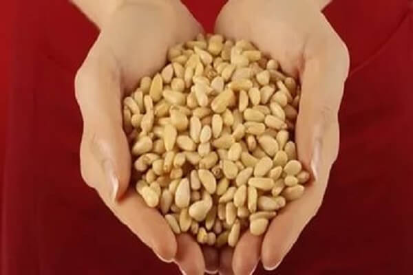 Кедровые орехи в ладонях Кедровые орехи в пригоршне