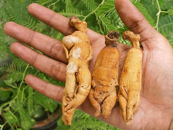 Корень женьшеня на ладони Корень женьшеня - фото