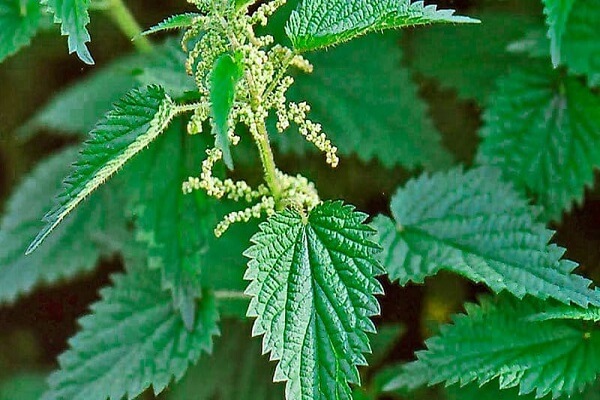 Растение крапива двудомная Крапива двудомная - фото