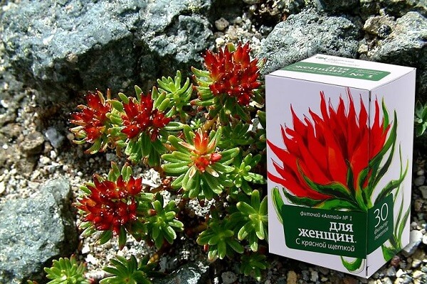 Лекарственное растение Красная щетка Красная щетка для женщин