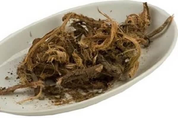 Лекарственное растение Красный корень Красный корень - фото