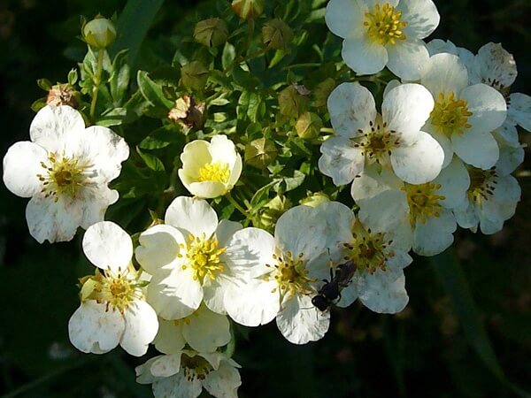 Растение лапчатка - фото Лапчатка белая