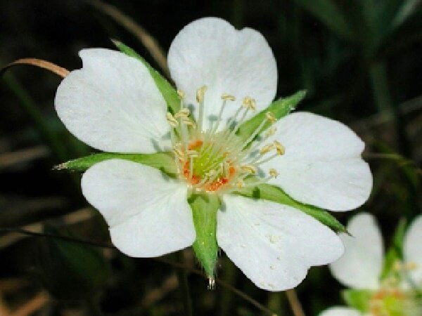 Лапчатка - фото Лапчатка белая при заболеваниях щитовидной железы - фото