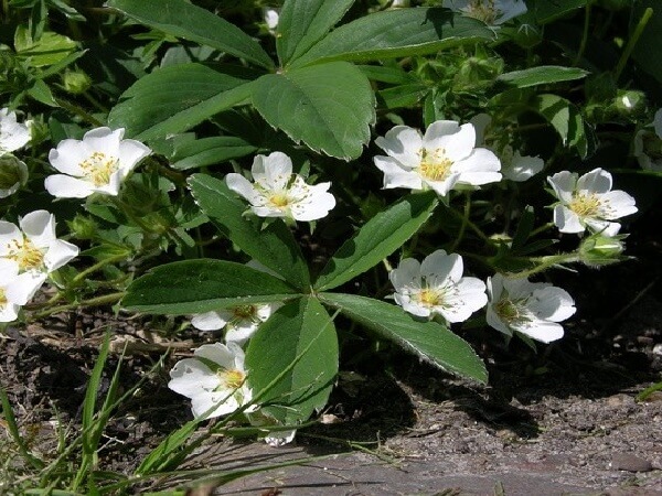 Цветки лапчатки белой Лапчатка белая - фото