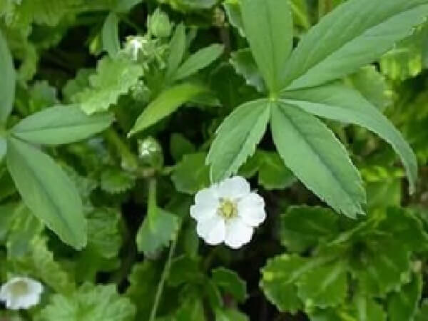 Растение лапчатка белая Лапчатка белая в природе