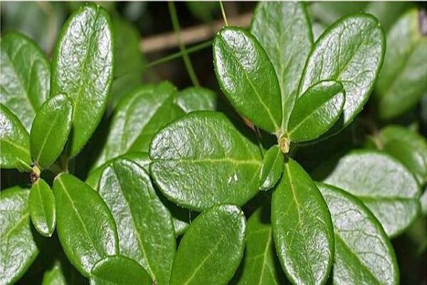 Листья брусники Листья брусники - фото