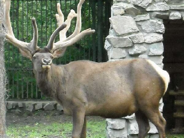 Животное Марал Марал алтайский