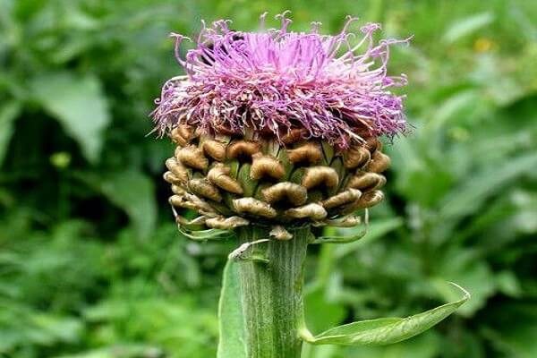 Маралий корень в природе Маралий корень - левзея