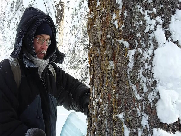 Заготовка живицы Сбор живицы зимой