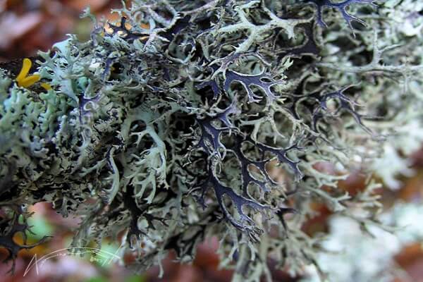 Как выглядит Исландский мох Фото исландского мха