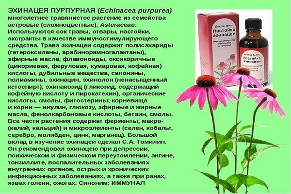 Чем полезна Эхинацея пурпурная Лечебные свойства эхинацеи