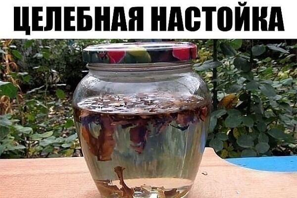 Настойка перегородок грецких орехов - фото Спиртовая настойка перегородок грецкого ореха