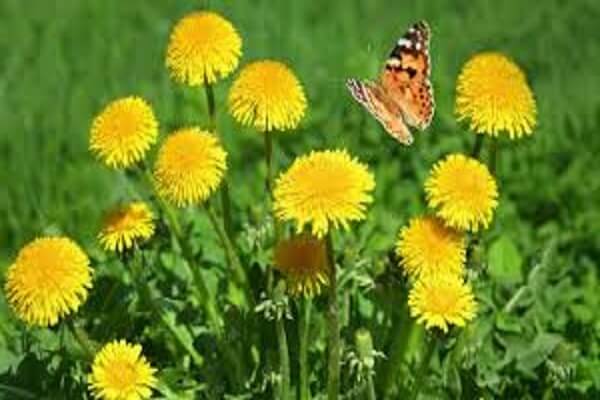 Одуванчик лекарственный в поле Одуванчик - фото