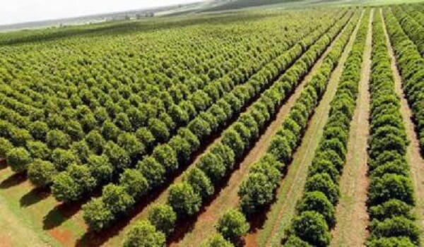 Плантации на которых в Австралии выращивают орехи Макадамия Плантация орехов Макадамия