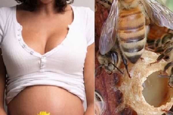 Применение перги пчелиной при беременности Перга при беременности - фото