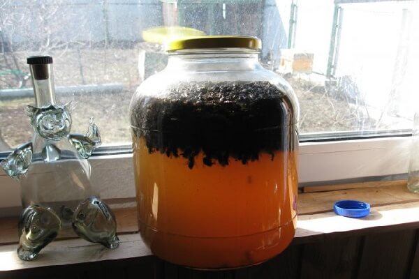 Настойка подмора пчелиного в банке Настойка подмора пчелиного на водке