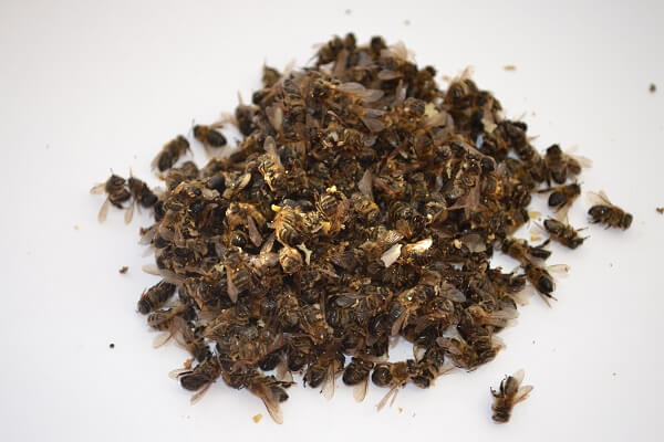 Пчелиный подмор Пчелиный подмор - фото