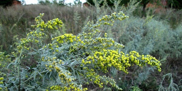 Полынь в поле Полынь - фото