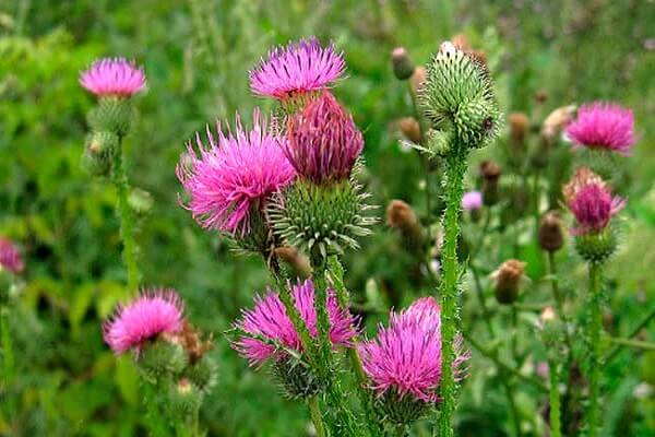 Расторопша в живой природе Пятнистая расторопша
