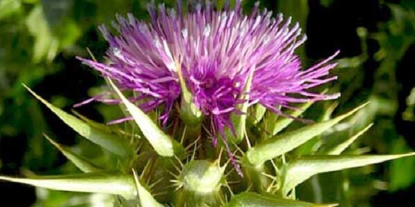 Цветок расторопши Растение расторопша