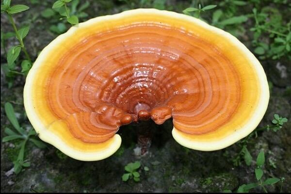 Огромный Рейши - фото Большой гриб Рейши