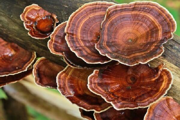 Гриб Рейши в живой природе Рейши